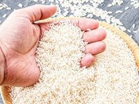 قیمت برنج ایرانی امروز ۱۸ مهر ۱۴۰۵ / برنج طارم، فجر و هاشمی چند قیمت خوردند؟ + جدول