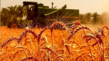 قیمت خرید تضمینی گندم اعلام شد؟/ هشدار برای آینده تولید گندم
