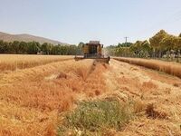 ۷۳ همت دیگر به حساب گندمکاران رفت / چه مقدار از مطالبات باقی مانده است؟
